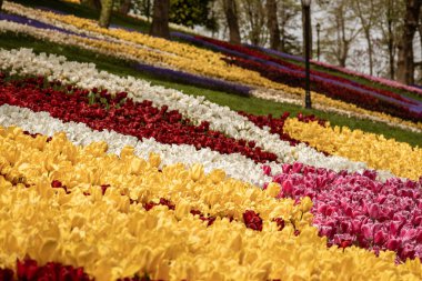 Emirgan Park, İstanbul 'da Colofur laleleri çiçek açtı. Lale çiçekleri festivali.