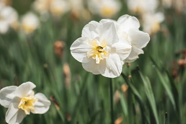 Schöne Weiße Narzisse Grünen Gras Frühling Blumigen Hintergrund — Stockfoto