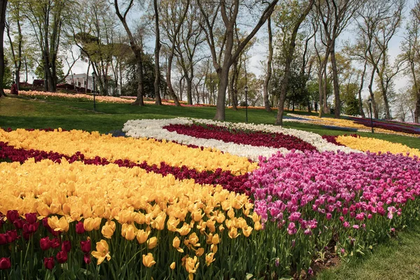 在伊斯坦布尔的Emirgan公园 彩色郁金香绽放 郁金香花节 — 图库照片