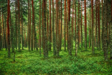Yeşil ağaçlı, karamsar bir çam ormanı, doğal bağbozumu arka planı.