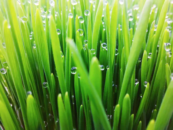 Natural Abstract Soft Green Eco Sunny Background Grass Water Drops — Stockfoto