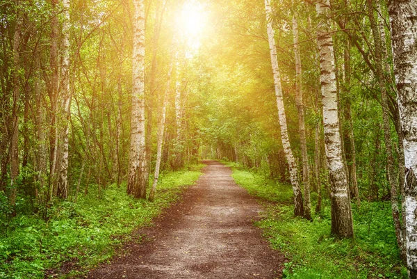 Yol Yeşil Ağaçlar Ile Güneşli Huş Ağaçları Doğal Bağbozumu Arka — Stok fotoğraf
