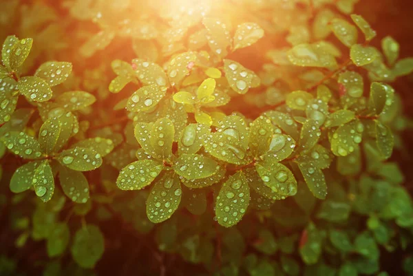 Φυσικό Φόντο Από Πράσινα Φύλλα Σταγόνες Νερού Βατόμουρου Στο Δάσος — Φωτογραφία Αρχείου