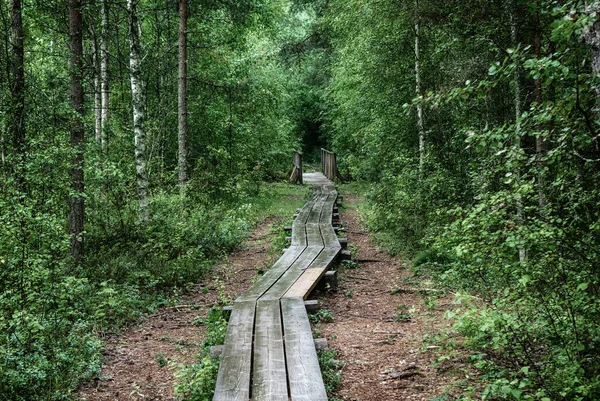 Καλοκαίρι Moody Δάσος Και Βάλτο Ξύλινο Μονοπάτι Και Πράσινα Δέντρα — Φωτογραφία Αρχείου