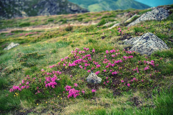도덴덴덴 Pink Rhododendron 바위가 산에서 자라고 자연적으로 — 스톡 사진