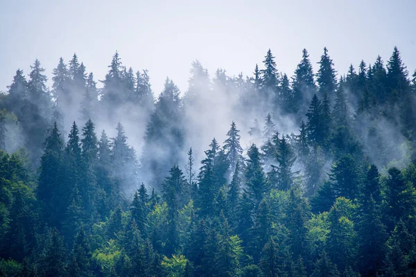 Misty Nevoeiro Paisagem Montanhosa Com Floresta Abeto Copyspace Estilo Vintage — Fotografia de Stock