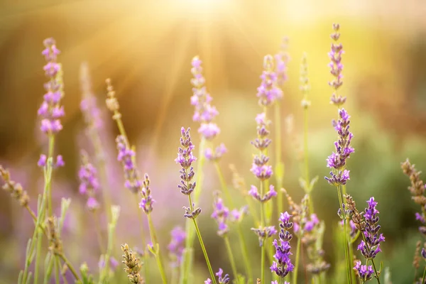 Yaz Mevsiminde Çiçek Açan Leylak Rengi Lavanta Çiçeği Doğal Çiçekli — Stok fotoğraf