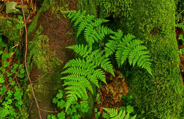Ormanda Yeşil Yaz Eğreltiotu Yaprağı Eskici Hipster Geçmişi — Stok fotoğraf