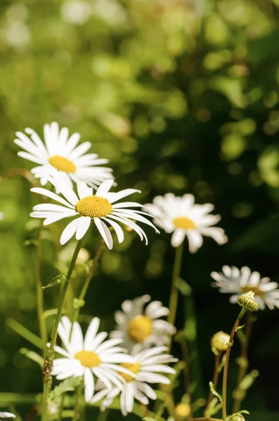 Wilde Kamille Gänseblümchen Blüten Wachsen Auf Grünen Wiesen Und Kopieren — Stockfoto