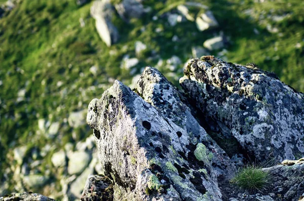 Carpathian Mountains Summer Landscape Seasonal Natural Background Rock — Stock Photo, Image