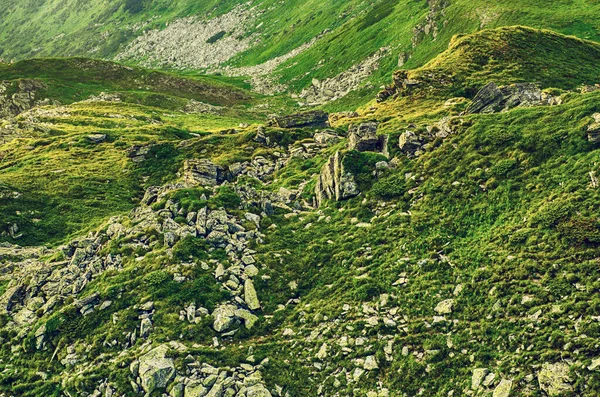 Karpat Dağları Yaz Manzarası Mevsimlik Yeşil Tepeli Doğal Arka Plan — Stok fotoğraf