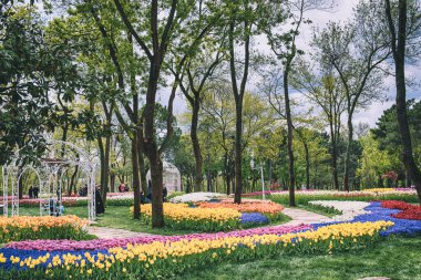 Emirgan Parkı 'nda geleneksel Lale Festivali. İlkbaharda tarihi bir şehir parkı.