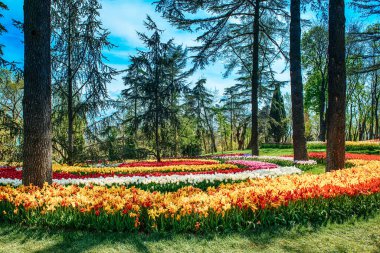 Emirgan Parkı 'nda geleneksel Lale Festivali. İlkbaharda tarihi bir şehir parkı.