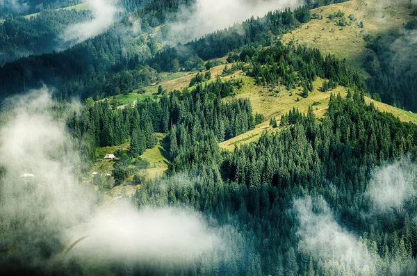 Sisli Bir Yaz Sabahı Dağ Manzarası Köknar Ağaçları Bulutlarla Dolu — Stok fotoğraf