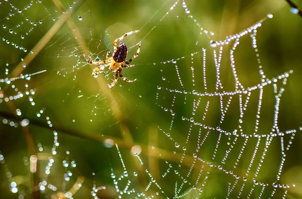Large Cross Spider Araneus Diadematus Web Drops Dew Natural Animal — Stock Photo, Image