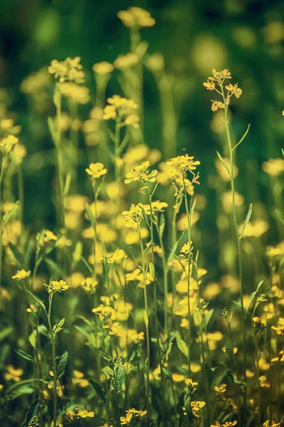Rzepakowego Pola Żółte Kwiaty Tło Wiosna Naturalne Rolnictwa Ekologicznego — Zdjęcie stockowe