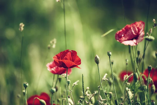 Rote Mohnblumen Blühen Grünen Grasfeld Blumen Natürlichen Frühling Saisonalen Hintergrund — Stockfoto