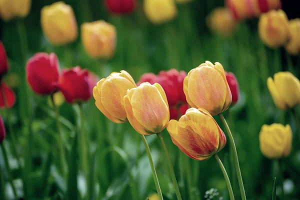 黄色と赤のチューリップの花 花の日当たりの良い季節イースターの背景を春の牧草地 — ストック写真