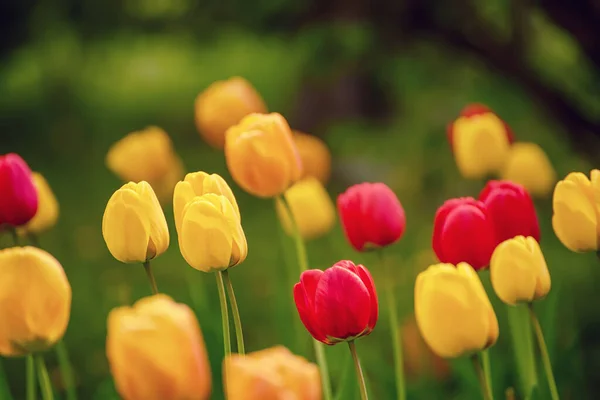 Prado Primavera Com Flores Tulipa Amarelas Vermelhas Floral Ensolarado Sazonal — Fotografia de Stock