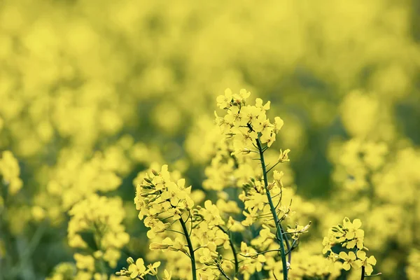Rapeseed Field Yellow Flowers Natural Agricultural Eco Spring Background — Stock Photo, Image