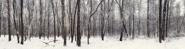 Wide Panorama Winter Forest Trees Covered Snow Natural Outdoor Seasonal — Stock Photo, Image