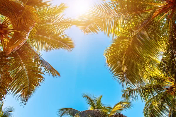 Palm Träd Grenar Över Blå Himmel Tropisk Bakgrund Med Copyspace — Stockfoto