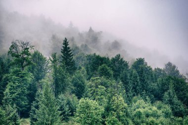Puslu sisli dağ manzarası köknar ormanı ve eski moda hipster tarzında telif uzayı.