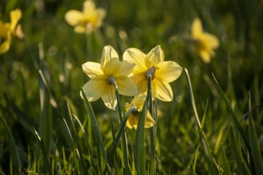 Baharda güzel sarı nergis tarlası