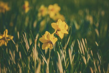 Baharda güzel sarı nergis tarlası