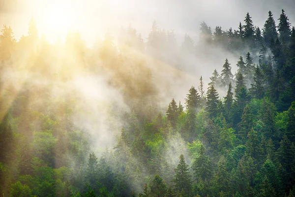 Misty foggy mountain landscape with fir forest and copyspace in vintage retro hipster style