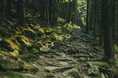 Kuzey İskandinav çam ormanları yol ve taşlarla İsveç doğal seyahat arka planı