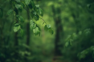 İlkbahar yeşil ormanı, ağaç dalları odaklı, doğal açık hava mevsimsel arka plan.