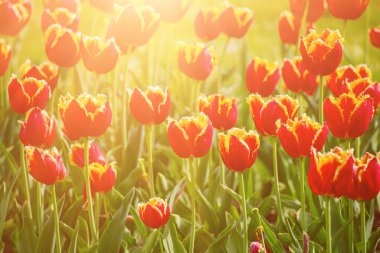 Bahar güneşli çayır, turuncu kırmızı lale çiçekleri, çiçekli doğal paskalya arkaplanı, fotokopi alanı olan.