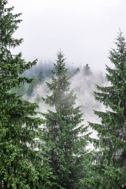 Puslu sisli dağ manzarası köknar ormanı ve eski moda hipster tarzında telif uzayı.