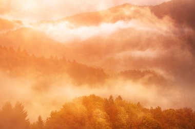 Sisli sonbahar dağ manzarası köknar ormanı ve eski moda hipster tarzında telif uzayı Slovenya 'da sonbahar sezonu.