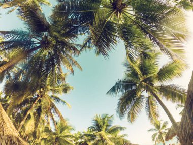 Mavi gökyüzü üzerinde palmiye dalları, kopyasal alan ve çerçeve ile tropikal arkaplan
