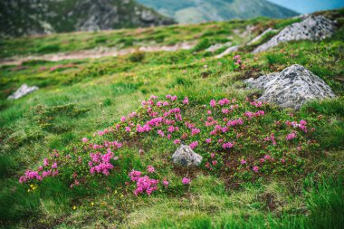 Dağlarda yetişen pembe rhododendron çiçekleri, kayalar, doğa çiçekleri...