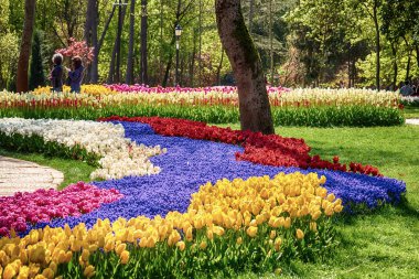 Emirgan Park 'ta düzenlenen geleneksel lale Festivali' nde güzel renkli çiçekler, ilkbaharda tarihi bir şehir parkı, bahar seyahati arka planı