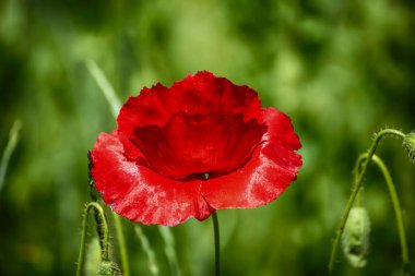 Yeşil çimen tarlasında açan kırmızı gelincik çiçeği, çiçekli doğal bahar mevsimi arkaplanı, hatıra ve uzlaşma günü için resim olarak kullanılabilir.