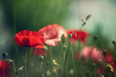 Yeşil çimen tarlasında açan kırmızı gelincik çiçekleri, çiçekli doğal bahar mevsimi arkaplanı, hatıra ve uzlaşma günü için resim olarak kullanılabilir.
