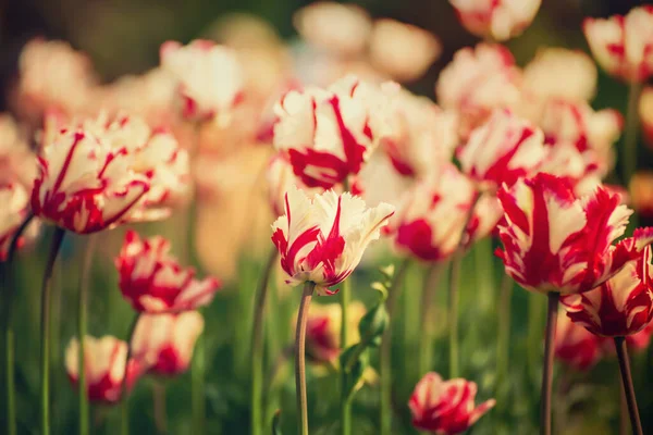 Spring meadow with red and white tulip flowers, floral seasonal background