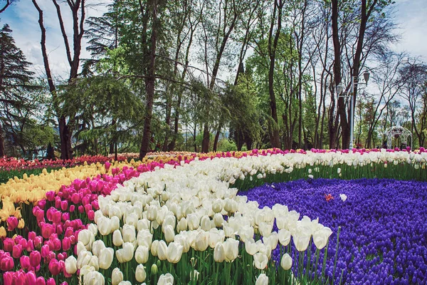 İlkbaharda tarihi bir şehir parkı olan Emirgan Parkı 'nda geleneksel Lale Festivali