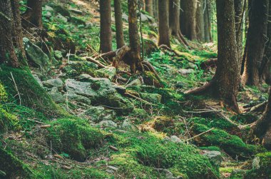 Yol ve yeşil ağaçlarla kaplı karamsar bir yaz ormanı, doğal bağbozumu arka planı. Ukrayna. Carpatian Dağları
