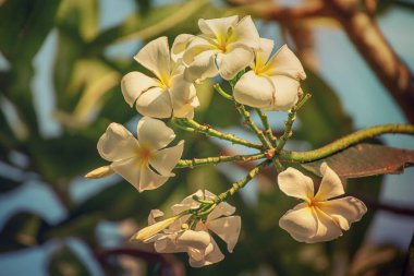 Tropikal adada beyaz tesisat çiçekleri. Tayland geleneksel çiçek, spa ve rahatlama konsepti
