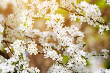 Bahar mevsimsel arka plan, çiçek açan erik ağacı dalları, doğal mevsimlik çiçek arkaplanı