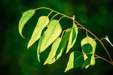 Okaliptüs yeşili yapraklar soyut arkaplan fotokopi alanı, doğal tıbbi arka plan