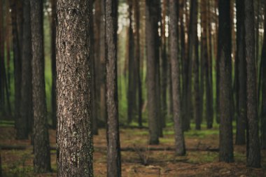 Yeşil ağaçlı, karamsar bir çam ormanı, doğal bağbozumu arka planı.