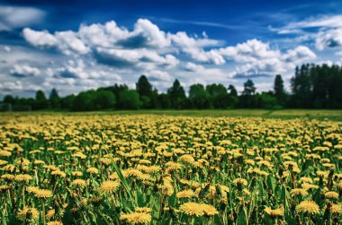 İlkbaharda yeşil çayırlarda yetişen karahindiba sarısı çiçek mavi gökyüzü ve bulutlarla, kopyalanmış boşluklu mevsimlik çiçek arkaplanı