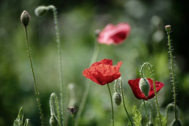 Yeşil çimen tarlasında açan kırmızı gelincik çiçekleri, çiçekli doğal bahar mevsimi arkaplanı, hatıra ve uzlaşma günü için resim olarak kullanılabilir.