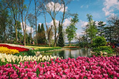 Emirgan Parkı 'nda geleneksel Lale Festivali. İlkbaharda tarihi bir şehir parkı.
